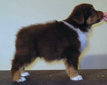 Red Tri male #2, standing.
